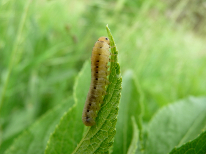 Larva di Tenthredinidae